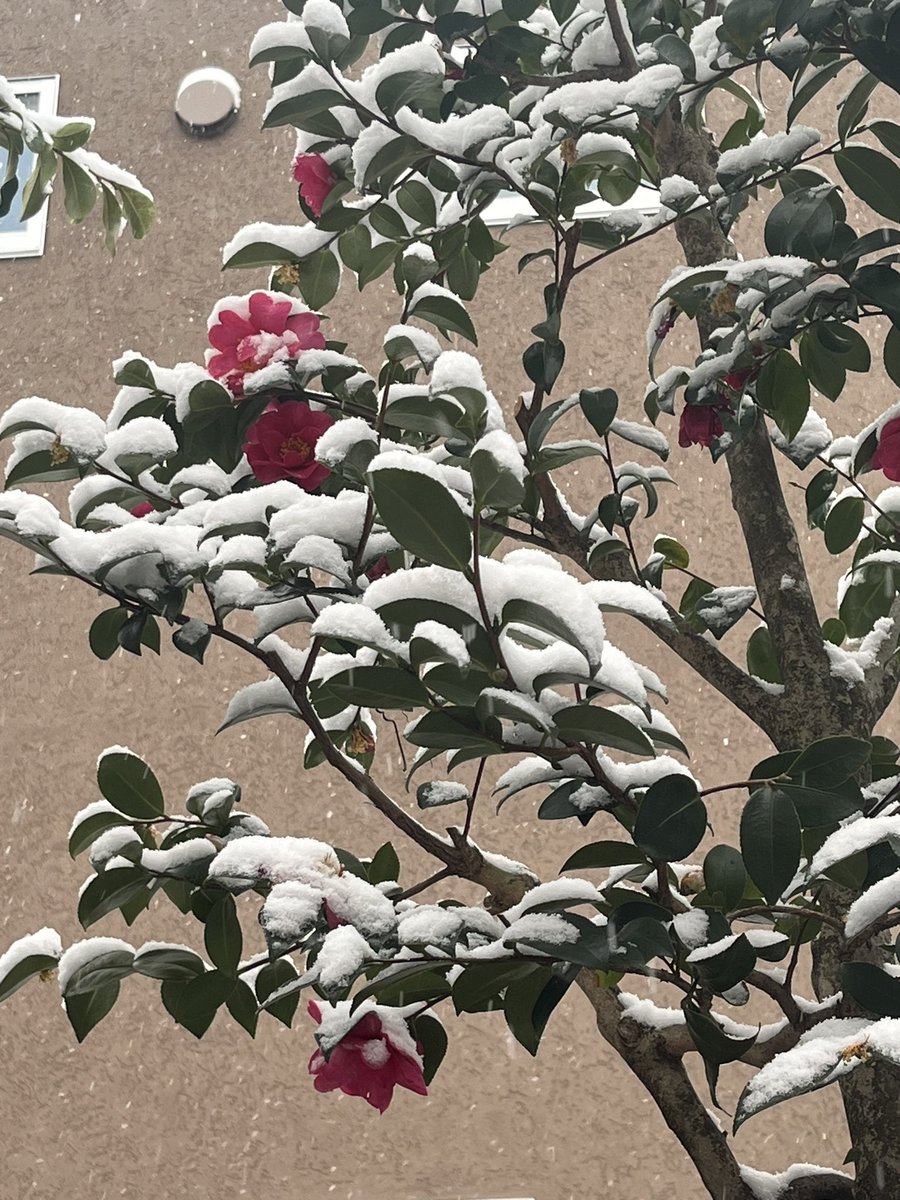 日本画になってる