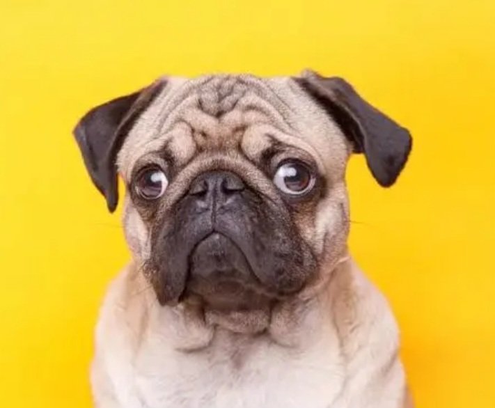 vincentmari11's tweet photo. Pug breed originated in China. Now I know 😜 https://t.co/vWvJ3j2c7z