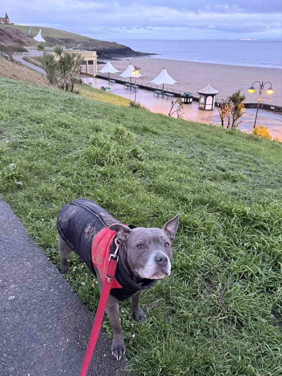 IsaMary2021's tweet image. It started getting dark and the prom lights turned on.   Time to go home, but we will come back, won’t we Mum? ❤️❤️❤️#IsaMary #CuteDogs #HappyPlace #Beach #BarryIsland #Wales 🏴󠁧󠁢󠁷󠁬󠁳󠁿