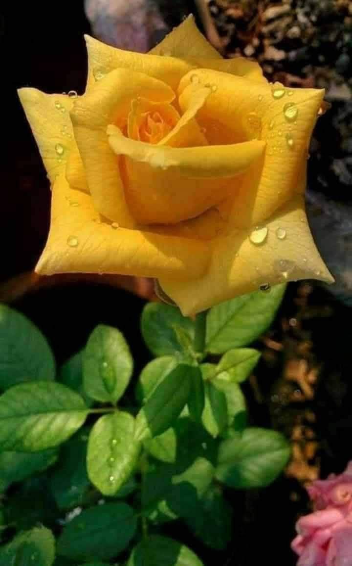 இதயம் தொட்ட நட்புகளுக்கு அன்புடன் இனிய காலை வணக்கம் 🌷🍁🌹❤️🙏