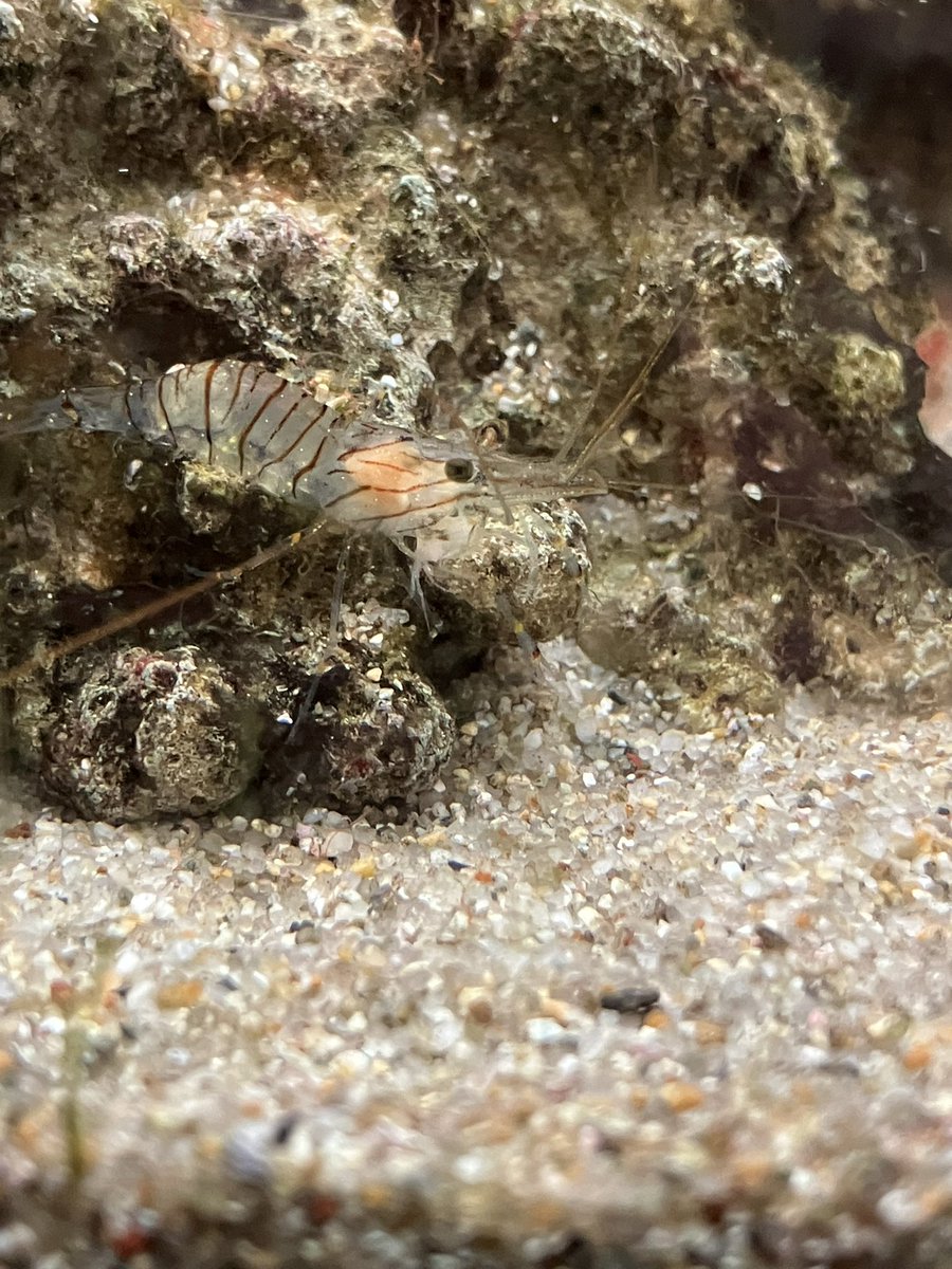 白浜駅の水槽見てたらヤドカリの殻に大量のスピオが穿孔していたりエビがヨコエビ食べてたり飽きない空間すぎた
