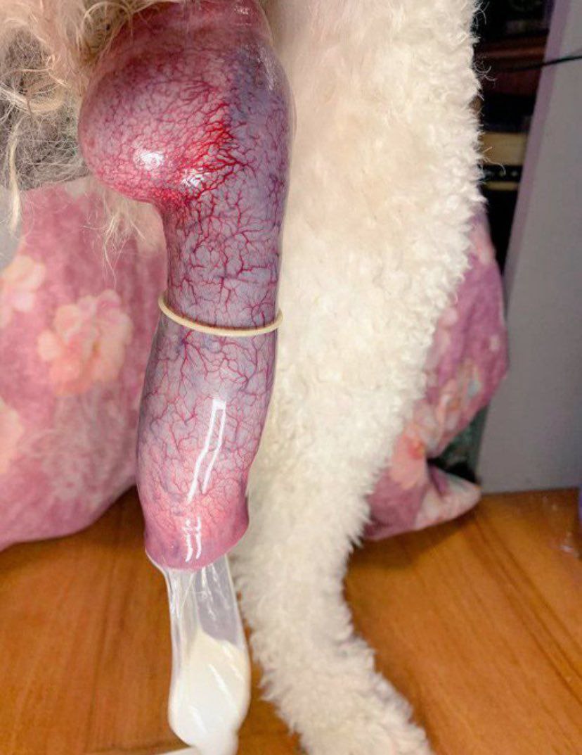 RainChat05's tweet photo. Hey it’s weekend. It’s gon be a freaky one with my baby 😍🐶🐾❤️🥰. Why haven’t you gotten my exclusive menu/contents yet? ☺️
Click the link  for my menu ⬇️⬇️⬇️⬇️

https://t.co/o7pQCylmK5

#Zoo #K9 #Proud #Dog #Lover #Doggy #Anal #Taboo #Blonde #US https://t.co/oG5HFy4EDN