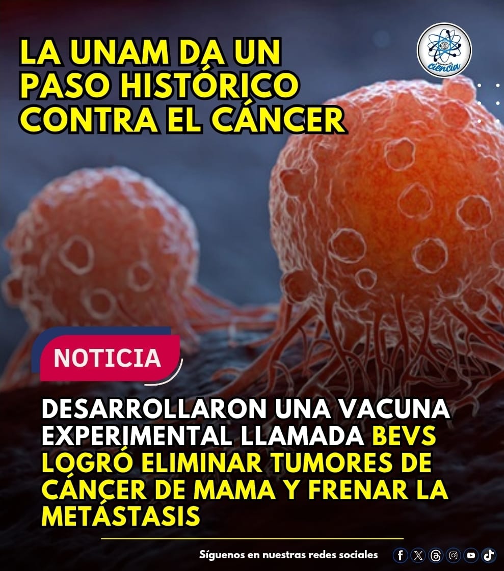 🇲🇽LA UNAM DA UN PASO HISTÓRICO CONTRA EL CÁNCER

Tras más de 10 años de investigación, científicos de la UNAM desarrollaron una vacuna experimental llamada BEVs (Bibliotecas de Epítopos Variables) que, en modelos de laboratorio, logró eliminar tumores de cáncer de mama y frenar