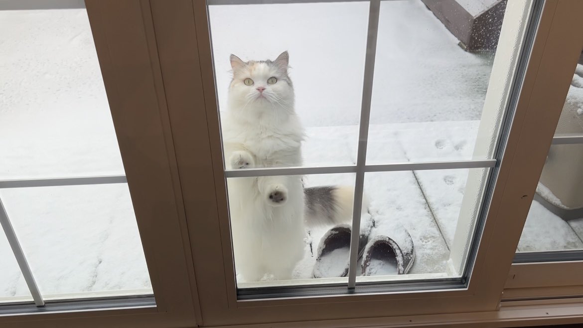 雪えらいことなっとんねんけど！？