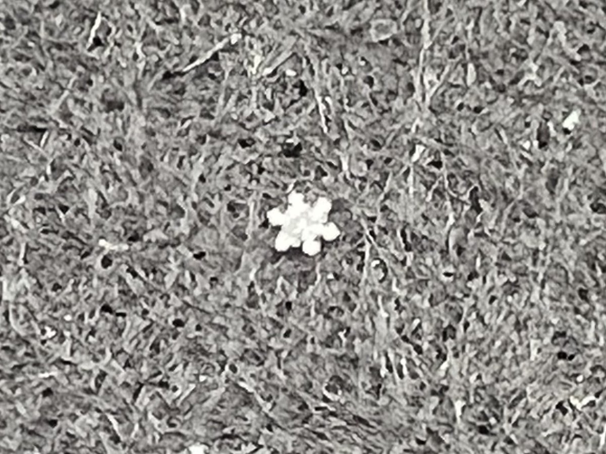 Kayo_Chaaaco's tweet image. めっちゃ雪！

粉雪みたいに小さな粒だから
雪の結晶が良く見えるよ❄️

今は六花状の結晶達❄︎

埼玉県南東部

#関東雪結晶