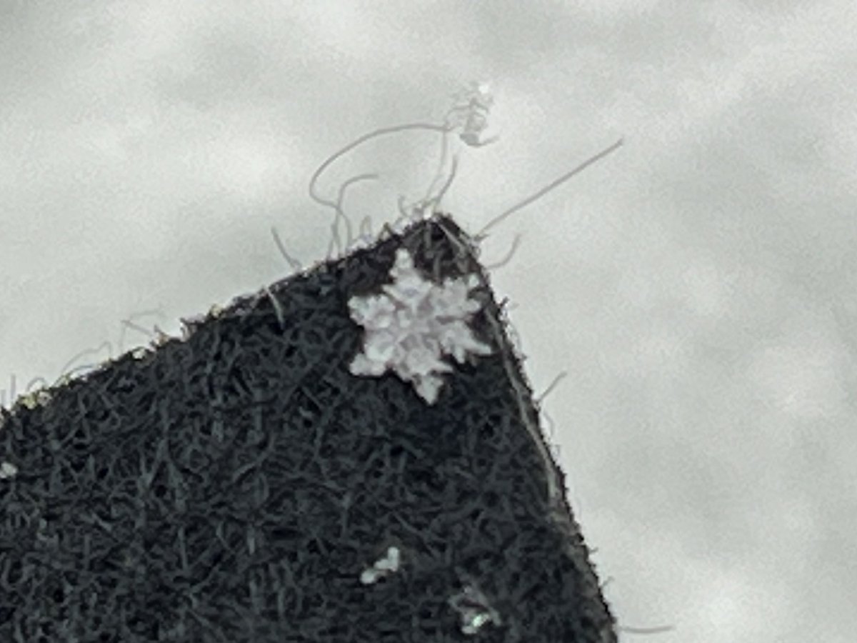 Kayo_Chaaaco's tweet image. めっちゃ雪！

粉雪みたいに小さな粒だから
雪の結晶が良く見えるよ❄️

今は六花状の結晶達❄︎

埼玉県南東部

#関東雪結晶