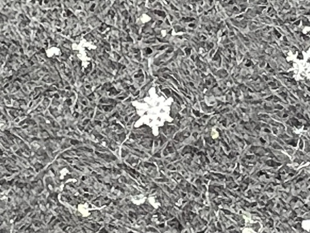 Kayo_Chaaaco's tweet image. めっちゃ雪！

粉雪みたいに小さな粒だから
雪の結晶が良く見えるよ❄️

今は六花状の結晶達❄︎

埼玉県南東部

#関東雪結晶
