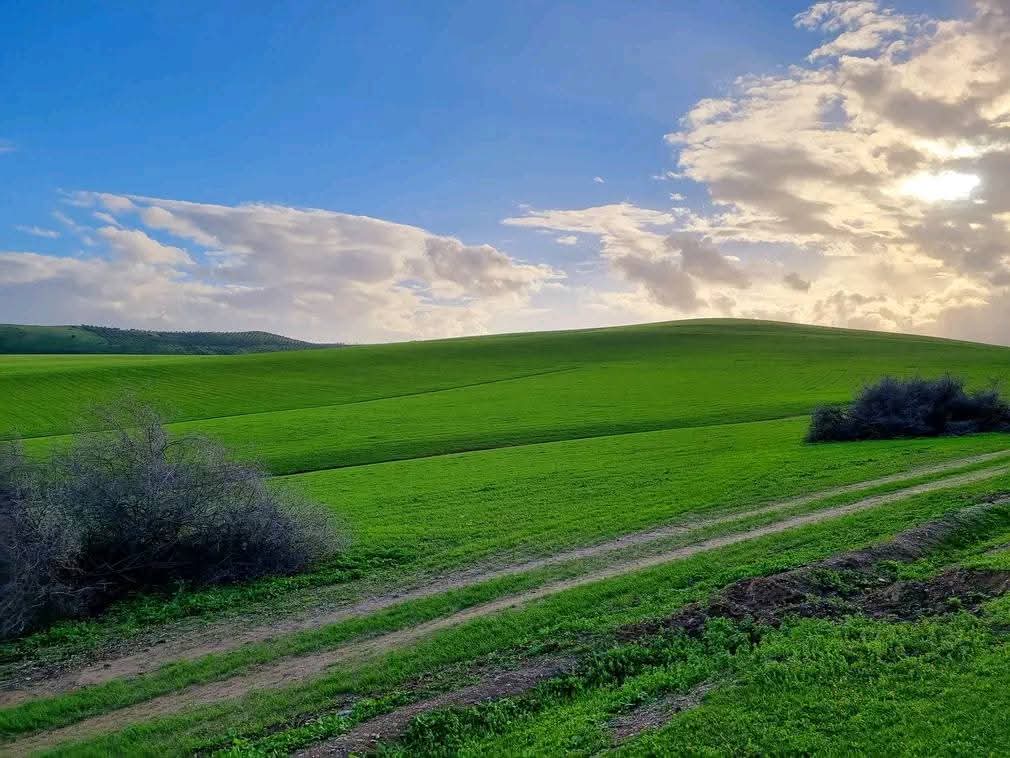 donz.exe 🇲🇦 tweet media