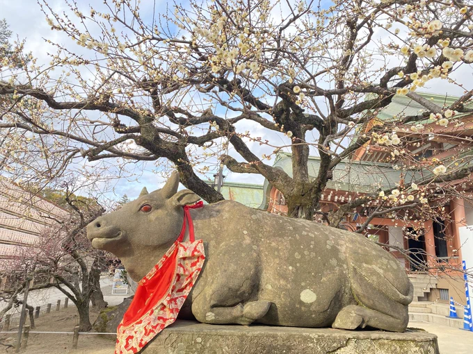 昨日唐突に思いついて金閣寺〜北野天満宮行ってきた たまに日も出てたしめっちゃ寒いわけでもなく観光客も少なく回りやすかったよ バスは混んでるね(でもまあ乗れる)
