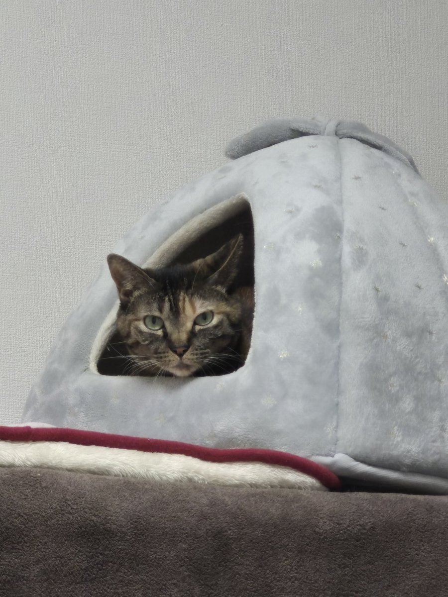 tortoiseclam's tweet photo. 「おい、そこの、センキョにはちゃんと行ったのか」の顔 https://t.co/3Mc1fGlOcE