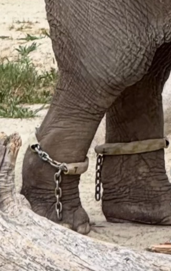 Stop turning animals into slaves, animals are complete beings who deserves full freedom