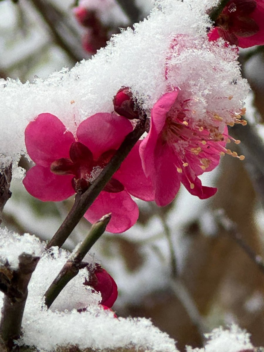 #おはようございます 　
#明け方から舞い始めた雪 
#投票日 
日曜日お仕事の方
ご苦労様です。
明け方から舞い始めた雪❄
あれよあれよと
道路も薄っすら積りました
明るくなり
日差しも
少し差してきて
道路の雪は溶け始め
１番で投票🗳️してきました
後は外出控えて
のんびりします。
良き日をね🍀