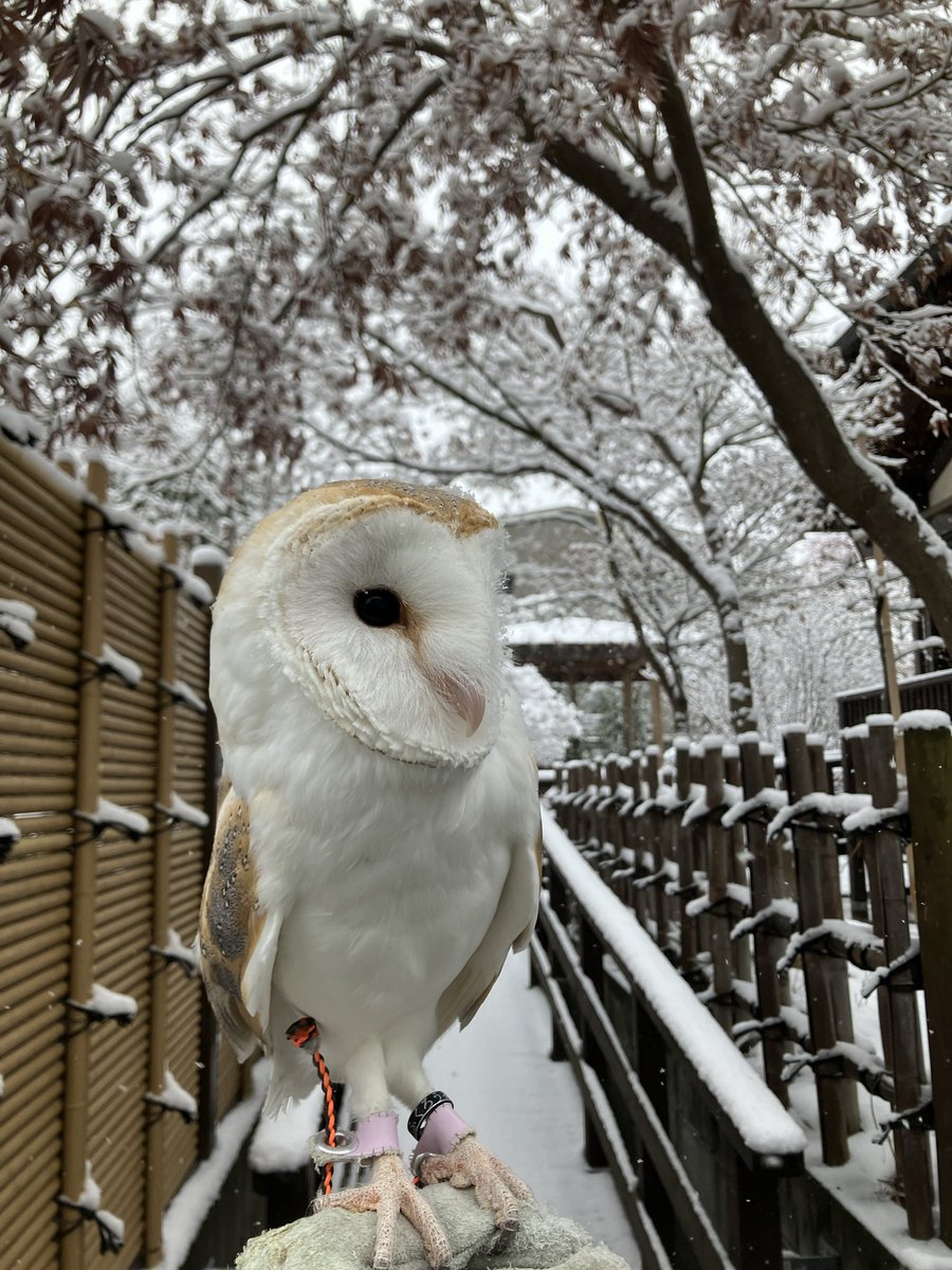 てんてん@Y山姐 tweet media