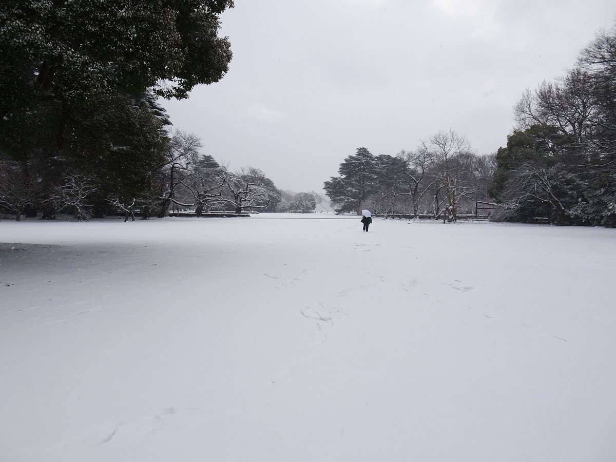いつも新宿御苑をご利用頂きまして誠にありがとうございます。
本日2月8日(日)は、早朝開園の7時から開園しております。
園内一部、積雪で足元が滑りやすい場所もございます。
ご来園の際は、どうぞお気をつけてお越しください。
#新宿御苑 #雪