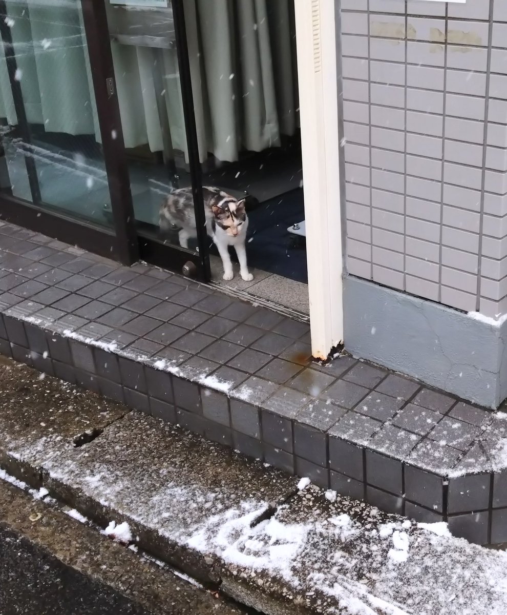 ミケちゃん (@ojm52811) / Highlights / X