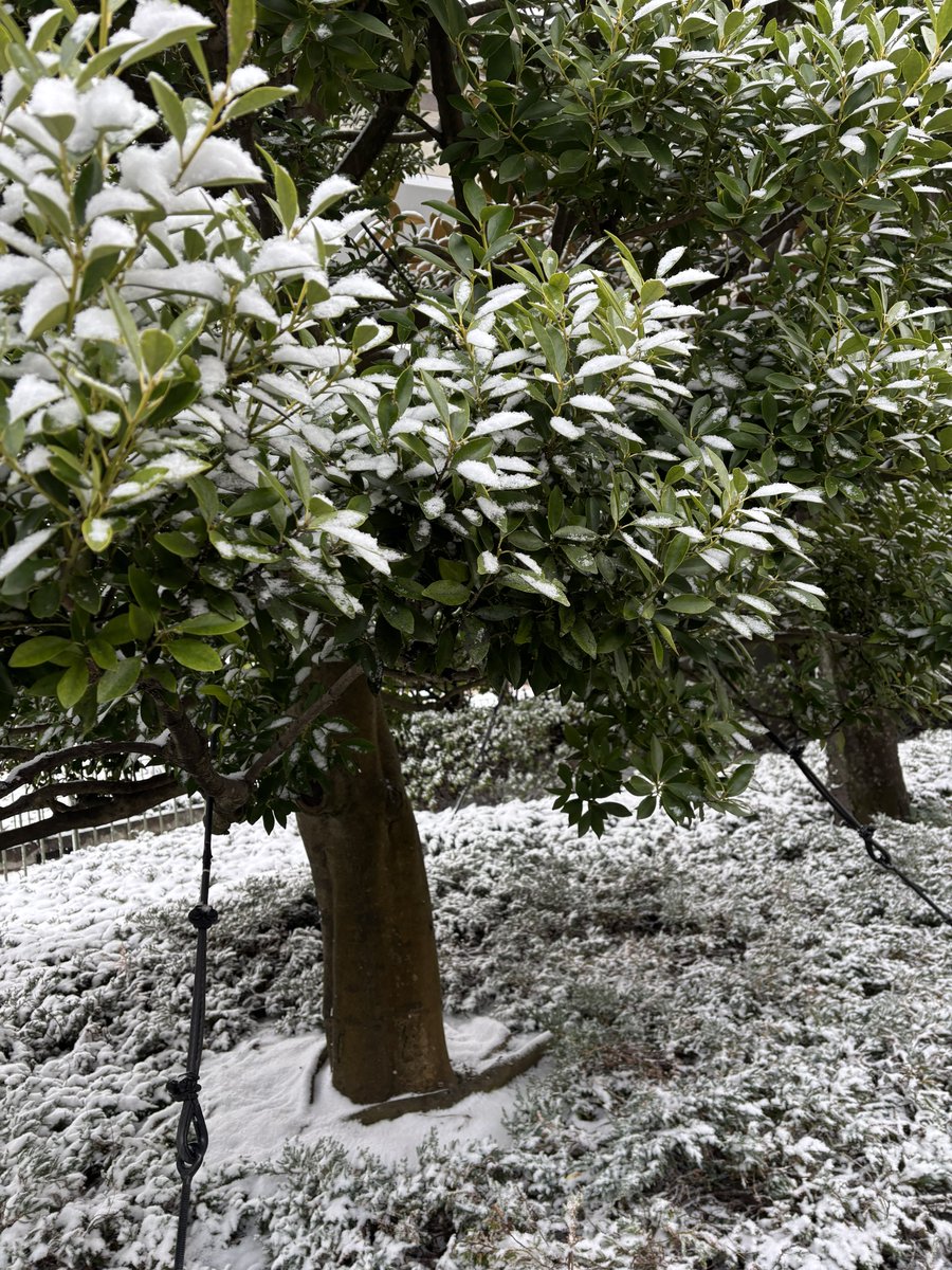 ランドも雪