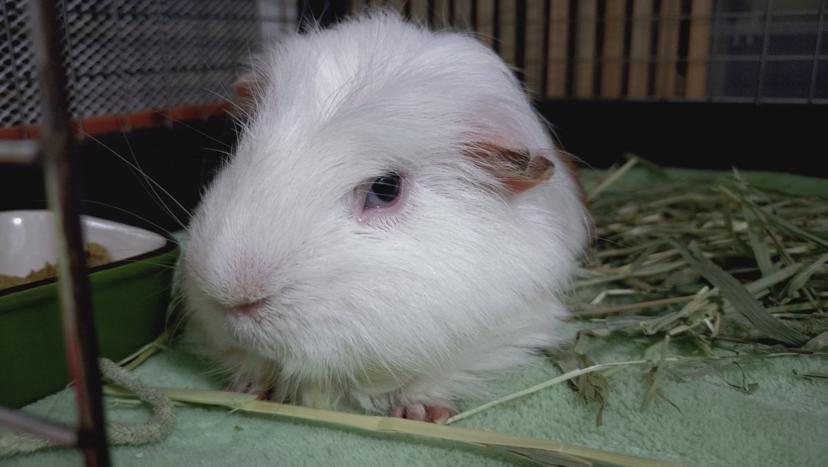 ゆきなれしてないげぼくは、2じかんはやくいえをでてった。

きょうのしごとは、「雪掻きだーぁぁぁぁ!!」ってさけびながら。