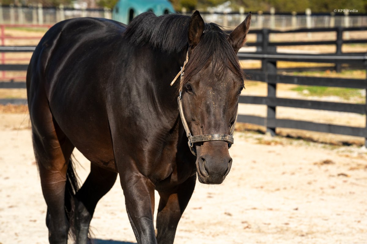 Breakway Farm tweet media