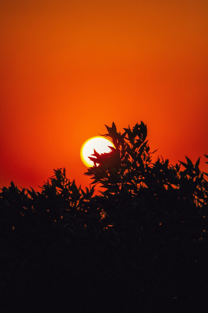 zaidkdahhaj's tweet image. Some people are destined to swallow the mainstream sun-avoidance narrative hook, line, and sinker

Nothing will save them

They will carry these dead, iatrogenic beliefs to the grave, convinced that fear equals wisdom and avoidance equals health

They outsource their thinking to…