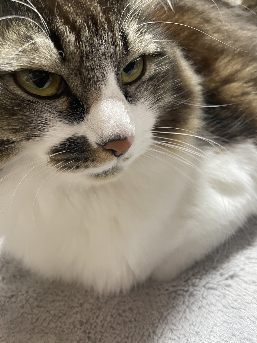 necosui2's tweet photo. チャッピーに「美味しそうに見るのはナゼ？」て聞いた。

【高カロリーだが幸福そうな何か】

間違いない…

#ChatGPT #チャッピー　#猫好き　#キジ白　#猫 https://t.co/cFKwzXFPTi