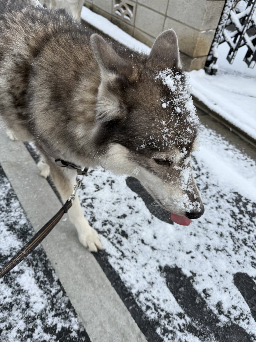 BOOM_0125's tweet photo. ボークー地方もちょっとだけ積もりました☃️ https://t.co/h4GesVKi3v