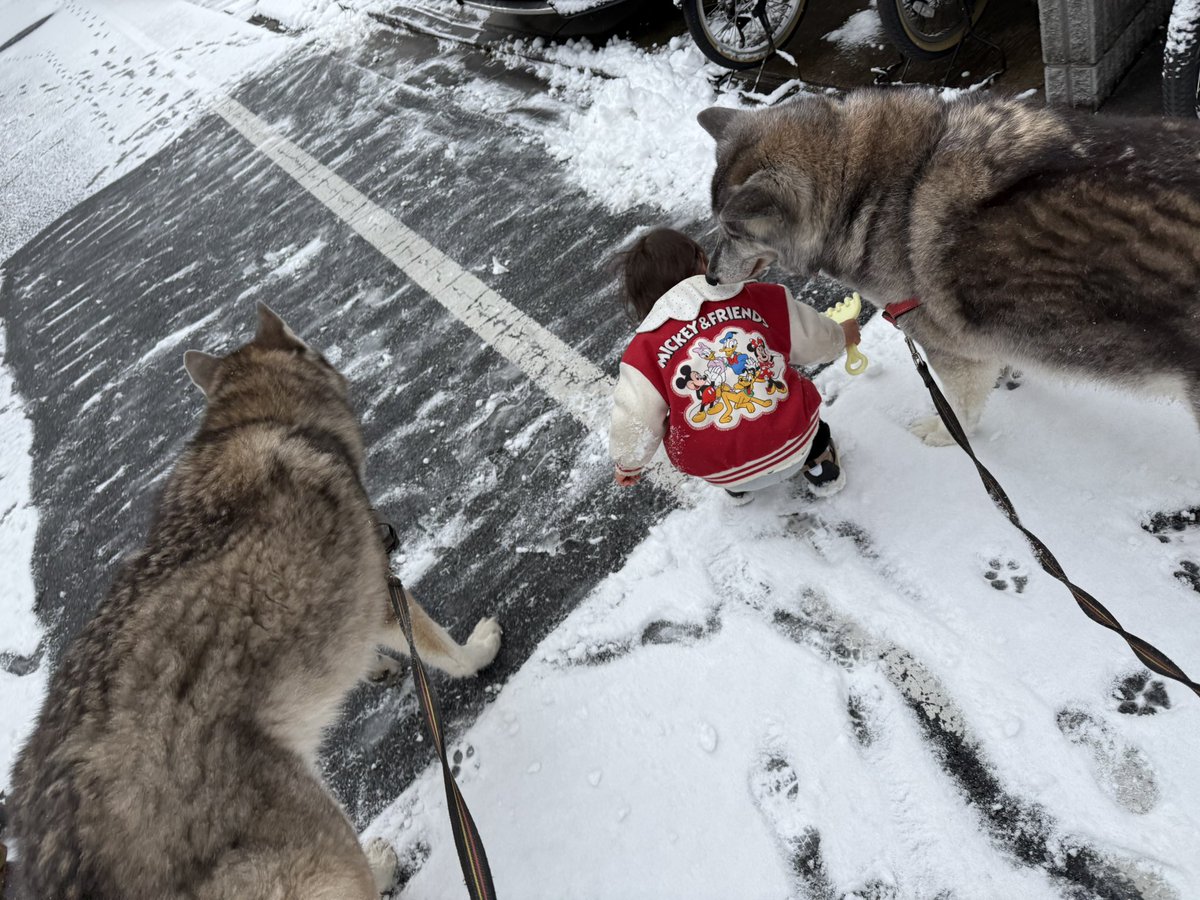 BOOM_0125's tweet photo. ボークー地方もちょっとだけ積もりました☃️ https://t.co/h4GesVKi3v