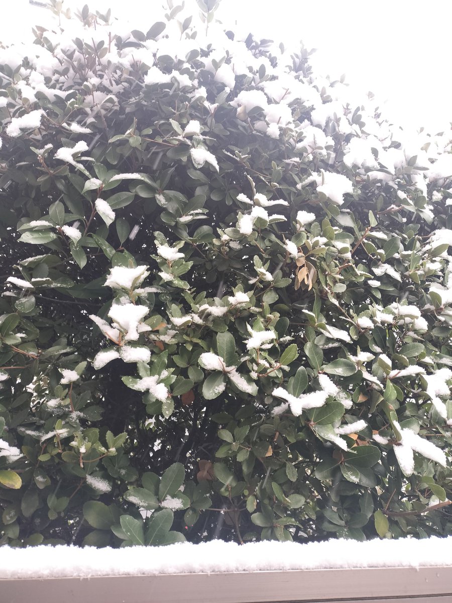 おはよーございます！雪、降ってますね。 東京の東側ですが、こんな
