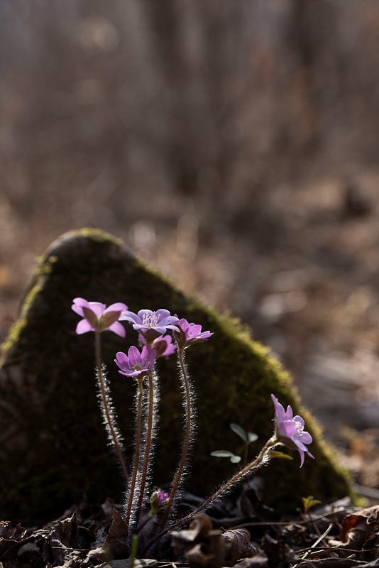 대학시절에 무애 양주동박사의 강연을 들었다.
알던대로 박학 다식한 인간 국보 그대로...
고3과정의 화학방정식을 줄줄이 꾀고 능숙하게 설명하던 그 모습이 그립다. 자기가 다 아는 줄 알고 모든 것을 재단하는 이재명. 안다이 박사?
이재명. 니가 만물박사 무애처럼 해 봐야 국민은 고통스럽다.