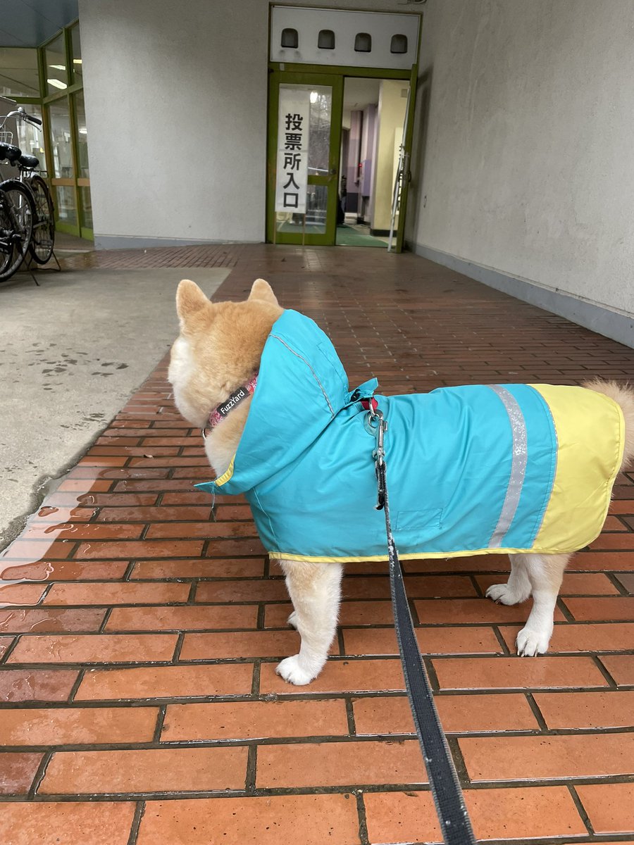 ❄️雪の中投票にきたけど
「犬のおやつ🍖を無料にします！」
という候補者がいなかったので
あたしは投票しませんでした🐶

#柴犬 #柴犬くるみ #柴犬のいるくらし #選挙