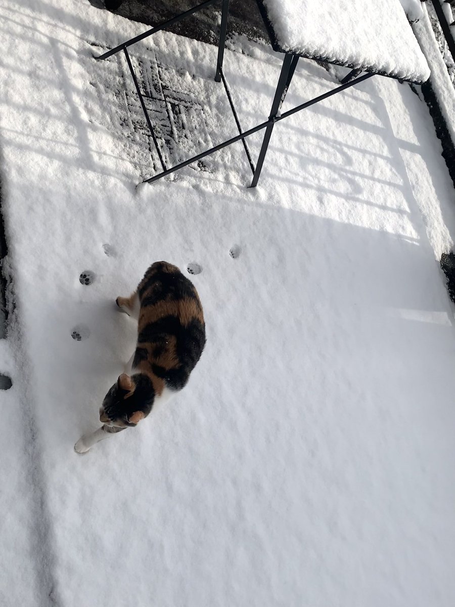 きのこのこのこ (@kinoco_neco1234) / Posts / X