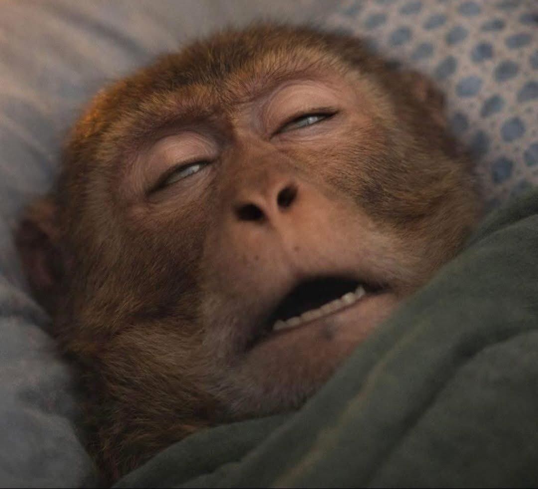 maceomulan's tweet photo. "are you free after work?"
me after work https://t.co/vEnlHLOIbT