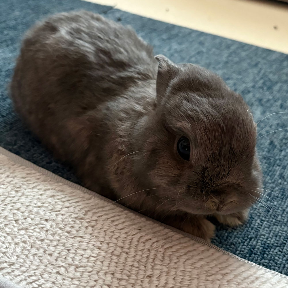 うさぎ専門店ココロのおうち (@kokoro_info) / Posts / X