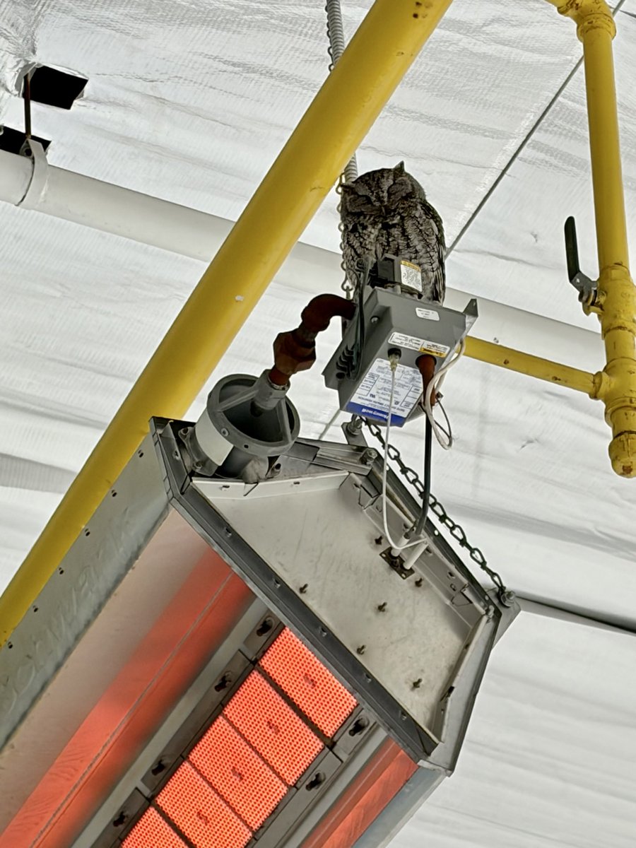 GregDavis_'s tweet photo. So cold outside even this owl found a warm perch this afternoon at the Scugog Arena and enjoyed the minor hockey action. 
#SuperbOwl https://t.co/eBQutLxanJ