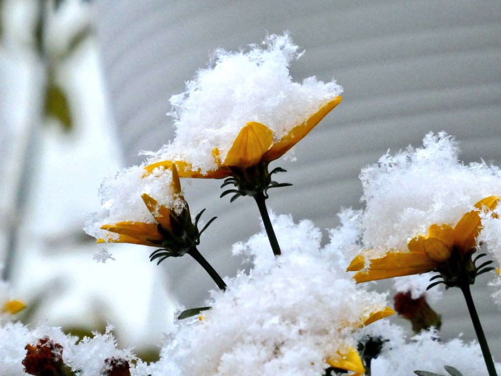 YandY0003's tweet photo. 朝起きたら雪❄
#LUMIXJAPAN
#DCTZ99
#写真好きな人と繋がりたい
#カメラ好きな人と繋がりたい
#カメラ男子 https://t.co/7YV1yKXASD