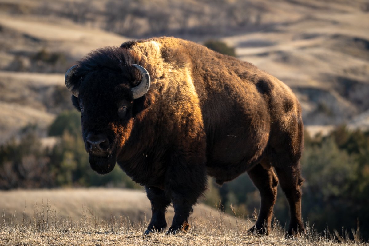 TedSilvius's tweet photo. On a recent Christmas road trip, I drove through South Dakota's Badlands and Black Hills.

It wasn't the most colorful time of year, but the roads and viewpoints were practically empty, giving me the place almost entirely to myself. https://t.co/VbeqMAHsFU