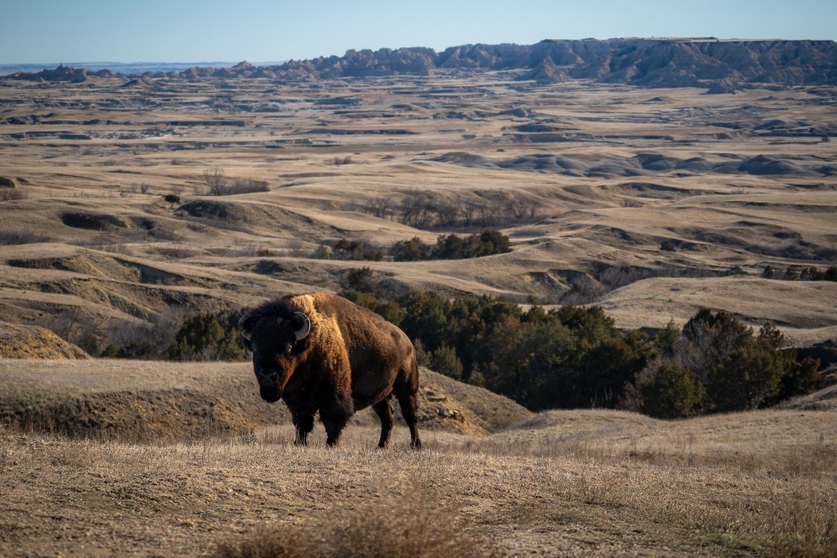 TedSilvius's tweet photo. On a recent Christmas road trip, I drove through South Dakota's Badlands and Black Hills.

It wasn't the most colorful time of year, but the roads and viewpoints were practically empty, giving me the place almost entirely to myself. https://t.co/VbeqMAHsFU