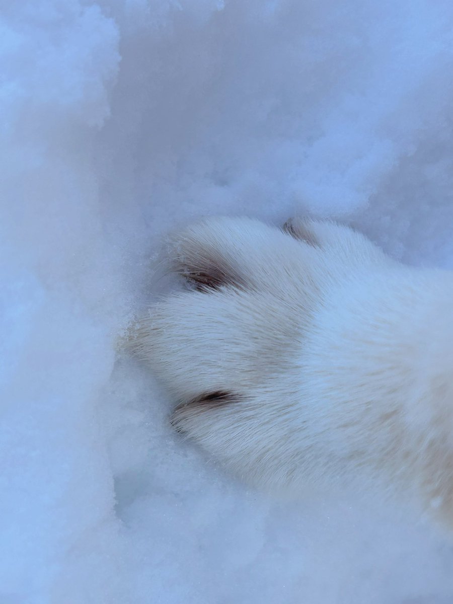 ❄︎赤柴いち❄︎ (@ichimaru425) / Posts / X