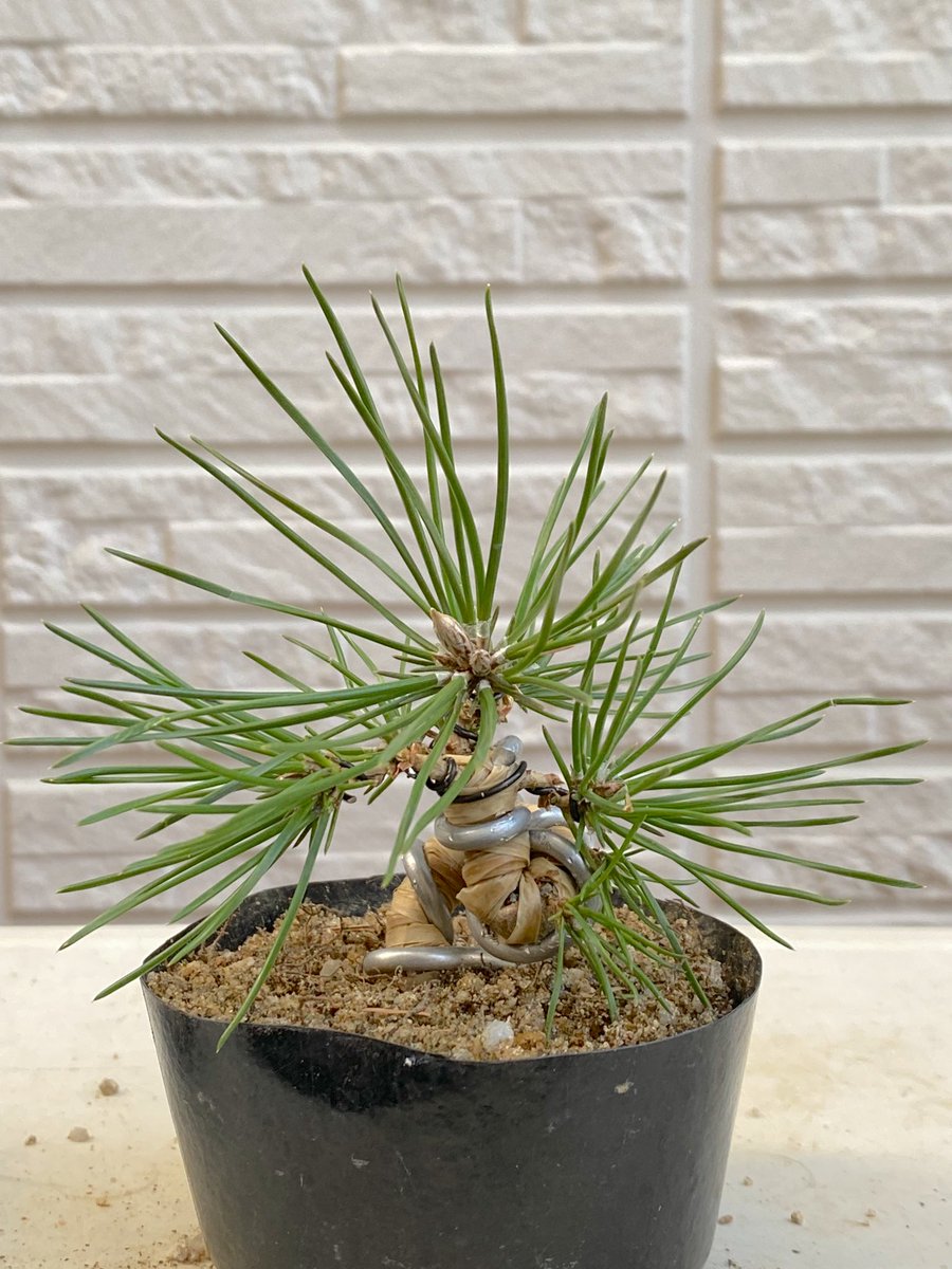chun83_sponge's tweet photo. 黒松の針金掛け。
#bonsai #盆栽 #黒松 https://t.co/tenzib0o56