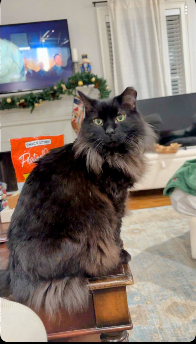 gandolf_s's tweet photo. Some of you may remember or have followed Mr.Spock’s heartbreaking story💔 (to catch up detailed video below).  The mystery has been solved why he constantly needed to admire himself in the mirror. Mr. Spock is a MS. SPOCK🙄 nothing less would be expected from my vet office 😡 Renamed Benji based on being a “male,” still Benji today ❤️
