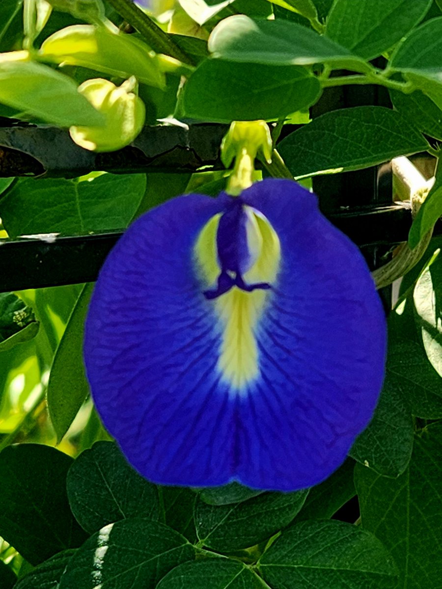 Sunflower123 tweet media