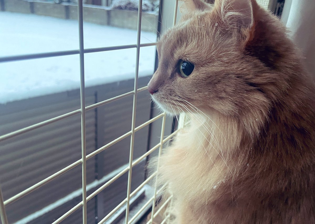 ototo013's tweet photo. 雪で景色が白くなっていくにゃ🐾 https://t.co/q4nuI8CHRW