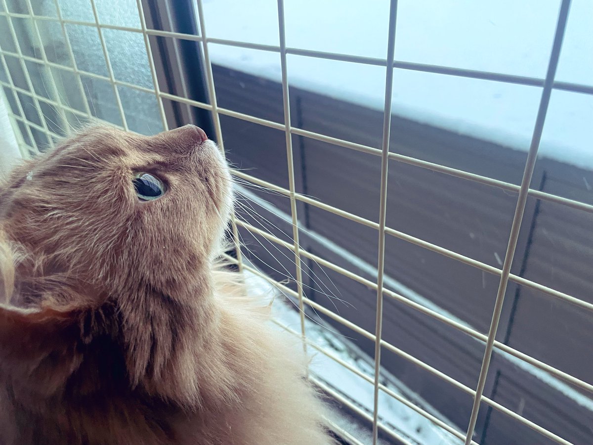 ototo013's tweet photo. 雪で景色が白くなっていくにゃ🐾 https://t.co/q4nuI8CHRW