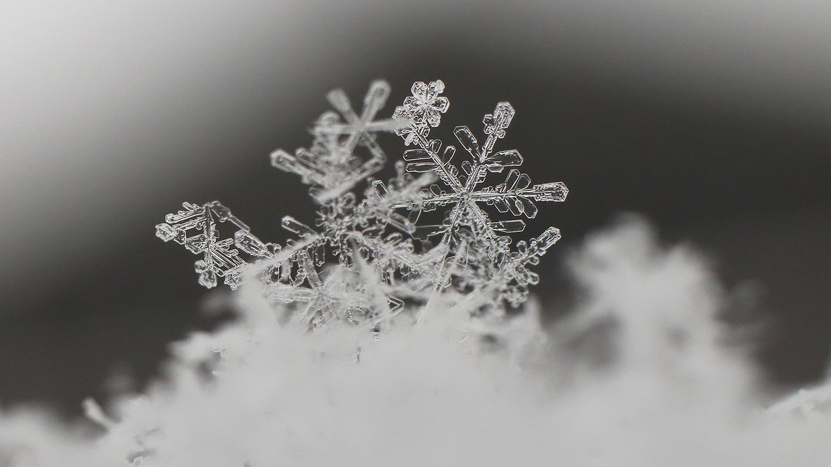 wapichan_ap's tweet photo. 今回、雪質はふわふわで、
結晶がそのままの形で
乗っかるように積もっていくので
こういう写真が撮りやすいね(∩´͈ ᐜ `͈∩)❄️

ただ夜が明けてから
降りかたの強い状態が続いていて、
あっという間に積雪10センチ超😅💦

#雪の結晶
#キリトリセカイ https://t.co/7Tc2c8E6pp