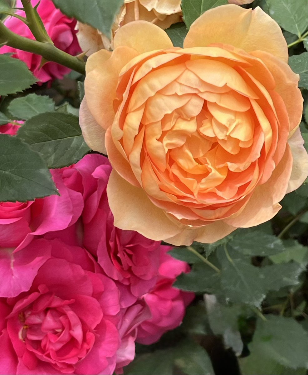 おはようございます
関西は☁️❄️

#羽生さん
OP不在の寂しさを紛わす為
動画三昧中
まさかの深夜のメンシプ
多忙な中本当にありがとう
こちらこそファン冥利に尽きます☺️
どうかどうか幸せでいてね🙏
心身共の健康を願い
今日も関西から #羽生結弦 選手を全力応援💪
#羽生クラスタ植物部 ⬇️