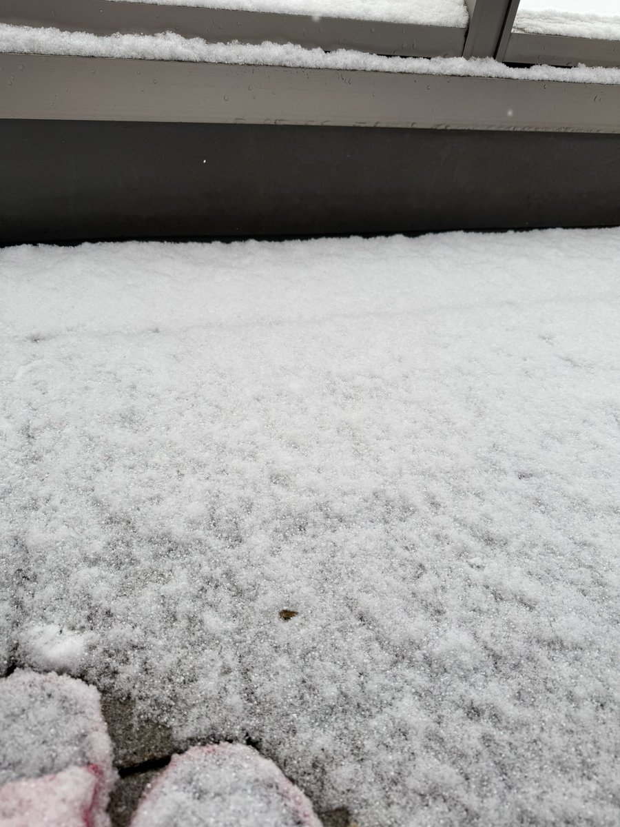 JapanMonorisu's tweet photo. 雪だ😓
不思議そうに眺めるニャンズ♀達🐈 https://t.co/neZGfcM4Fs
