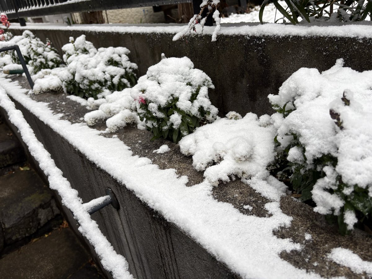 marcomplan's tweet image. おはようございます。

横浜も雪です。お出かけする皆さん気をつけてくださいね。

リプはお気軽に、良い一日を