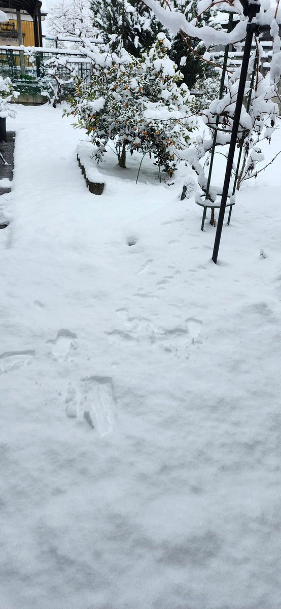おはようございます。
えっ雪？！
ここらへんは降らなさそうと思い込んでたので外見て驚いたわ。