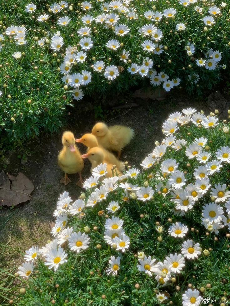 greenvibe's tweet image. 