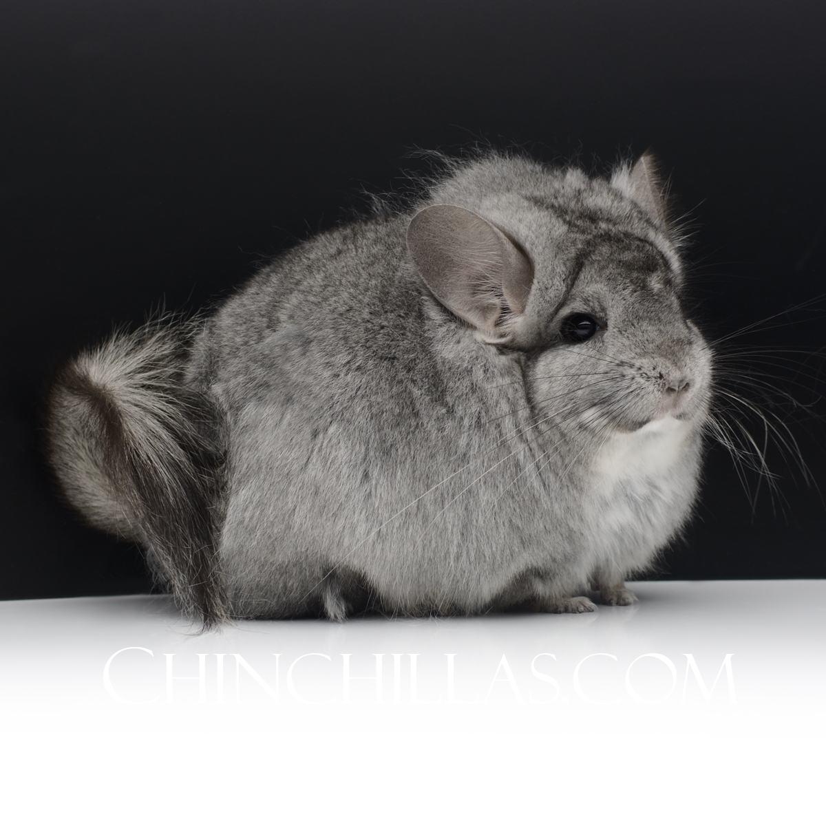 Chinchillas.com tweet media