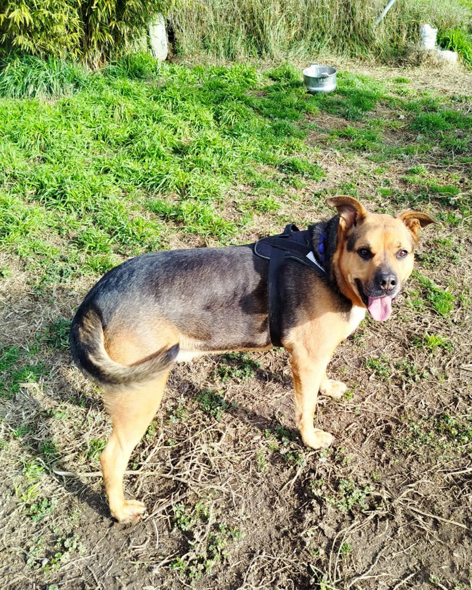 ADOPTA en Toby, un gos encantador i obedient. Mida mitjana. Té 7 anys.

Durant els passejos es porta molt bé i gaudeix de l’entorn i la companyia 🦮

Xipat, desparasitat, vacunat i esterilitzat.

📩 Escriu-nos